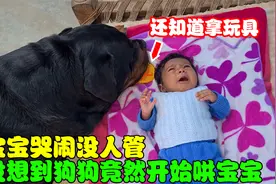 2个多月的宝宝哭闹没人管，没想到狗狗竟然主动带起了娃，太暖心视频封面