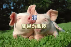 猪都是双眼皮？揭秘猪眼睛背后的神奇事实视频封面