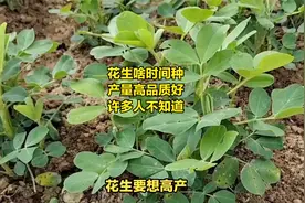 花生啥时间种，产量高品质好，许多人不知道视频封面