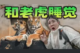 在野生动物园和老虎睡觉是什么体验？半夜帐篷外有奇怪的嘶吼声！视频封面
