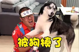 主人当着二哈面说吃狗肉，不料被二哈摁在地上胖揍一顿，不忍直视视频封面