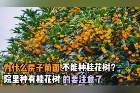 为什么房子前面不能种桂花树？院里种有桂花树的要注意了视频封面