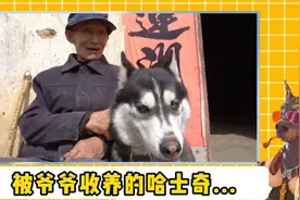 这才是哈士奇的正确打开方式吧视频封面