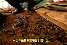 人工养殖的蜈蚣喂什么？养殖前景和要点有哪些？一个视频全说清！视频封面