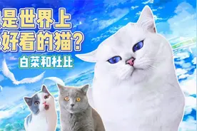 这只猫凭借颜值和宝石蓝眼睛火遍全球！你觉得它好看吗？