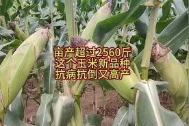 亩产高达2560斤，这个玉米品种，抗病抗倒又高产视频封面