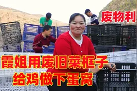 废物利用，霞姐花5毛买菜框子给鸡做下蛋窝，你看怎么样？视频封面