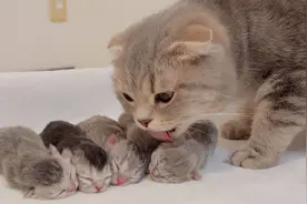 当小猫喵喵叫时，猫妈妈会立刻让它安静下来视频封面