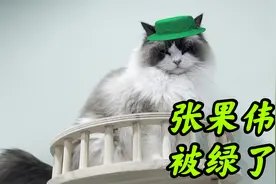 DC联萌即将迎来一窝布偶和金渐层的孩子视频封面