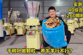不要钱的树叶也能做颗粒？养牛羊行不行？帮养殖户测试260颗粒机视频封面
