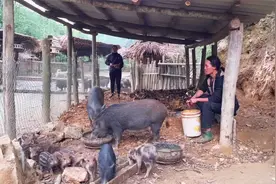 天气冷了怕冻坏树林的母猪和猪仔，宗先生修建温暖猪窝，太有心了视频封面