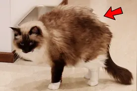 布偶猫突然弓着背走路，带去医院检查，拍完片医生吓了一跳视频封面