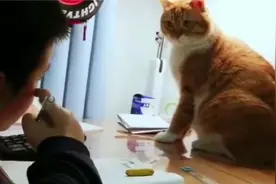 作业写不好，猫咪可不饶你。视频封面