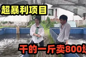 超暴利的养殖，干的一斤卖800块，搞2亩不到赚60万，太太赚钱了！视频封面