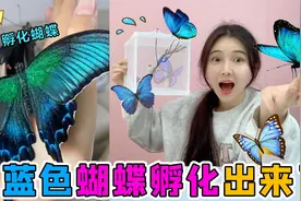 孵化“外星蛹”第二弹！蓝色蝴蝶破茧而出，还会主动爬到手上来？