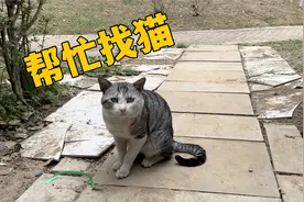 我家猫丢了！流浪猫帮忙找回来了！视频封面