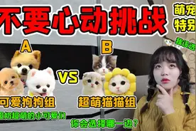 不要心动挑战萌宠特别版！猛男猛女的抉择，狗狗和猫猫你会选谁？视频封面