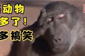 【昱见】当动物喝多了 有多搞笑 无比欢乐的影片《可爱的动物》视频封面