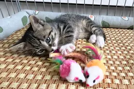 安顿好了小奶猫，给它一个温馨的家，从此不再饥饿，有人疼了视频封面
