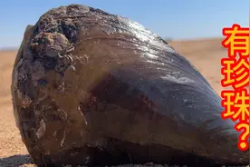 网友都说绿贝里有珍珠，小斗赶海挖出绿贝直接砸开，结果出来了视频封面