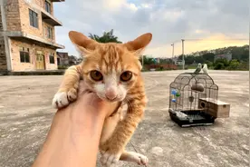 邻居家收养了一只小橘猫很亲人，它应该不会抓小鸟吧视频封面