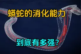 7天内能消化一整条鳄鱼，蟒蛇的消化能力到底有多强？视频封面