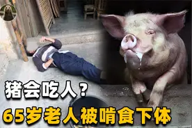 家猪竟然会吃人？66岁老人惨遭啃食下体，传说还有猪吃过小孩？视频封面