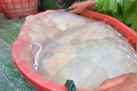 村口拉来一车大水母，用盐巴腌制后拿来吃，这样做出来又香又脆视频封面