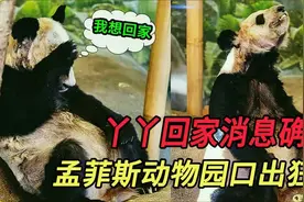 丫丫回国在即，孟菲斯动物园想再次租借，日本人洒泪送香香视频封面