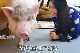 女孩与猪的故事#奇闻奇事 #奇葩视频封面