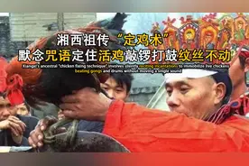 湘西祖传“定鸡术”，默念咒语定住活鸡，敲锣打鼓纹丝不动视频封面