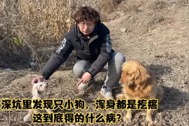 深坑里发现只小狗，浑身都是疙瘩，这到底得的什么病？视频封面