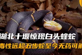 湖北十堰惊现白头蝰蛇，毒性强烈远超五步蛇，时至今日无药可解