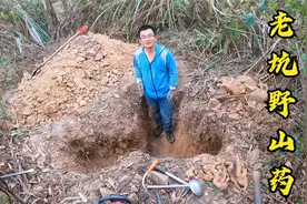老坑里的山药一般人不敢碰，2个人花4小时才挖开，大叔说1斤值100视频封面