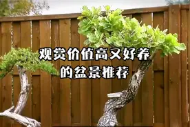 容易养且观赏价值高的盆景树推荐视频封面