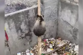 熊二过独木桥视频封面