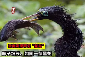 云南惊现罕见“蛇鸟”，已90年没在国内现身，如今出现意味什么？视频封面