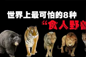 会吃人的8种“致命野兽”，你以为“食人巨蟒”真的不存在吗？视频封面