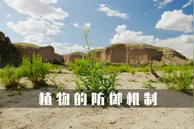 郊狼烟草的防御机制，用尼古丁抵抗天敌视频封面