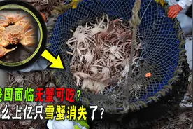 美国面临无蟹可吃！每年雪蟹消失按亿计算！罪魁祸首是核污水吗？视频封面