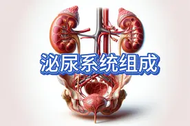 泌尿系统大揭秘：从肾脏到尿道的奇妙旅程视频封面