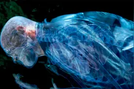 男人发现一颗不知名生物没想到突然钻进了体内视频封面