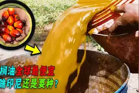 印尼禁出口棕榈油，为啥中国食用油反涨价？真被“卡脖子”了？视频封面