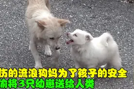 受伤的流浪母狗，将3只幼崽送给人类，却在几天后偷偷带走一只！视频封面