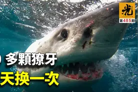 海洋杀戮机器-大白鯊！这条拥有300多颗獠牙的鱼类，让人类都胆寒视频封面