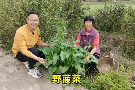 在路边发现一棵野菠菜，妈妈摘来炒辣椒，酸辣开胃很下饭，吃过吗视频封面