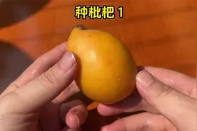 用枇杷里的种子种植，历时8个月长成小树了视频封面