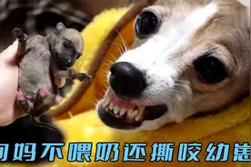 狗妈不让幼崽喝奶，甚至还攻击自己的孩子，背后原因让人心疼视频封面