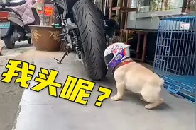 狗：这大白天的，天怎么黑了！我头呢？搞笑配音