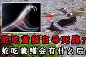为何说“蛇吃黄鳝是在找死”，蛇真不能吃黄鳝？吃了会有什么后果视频封面